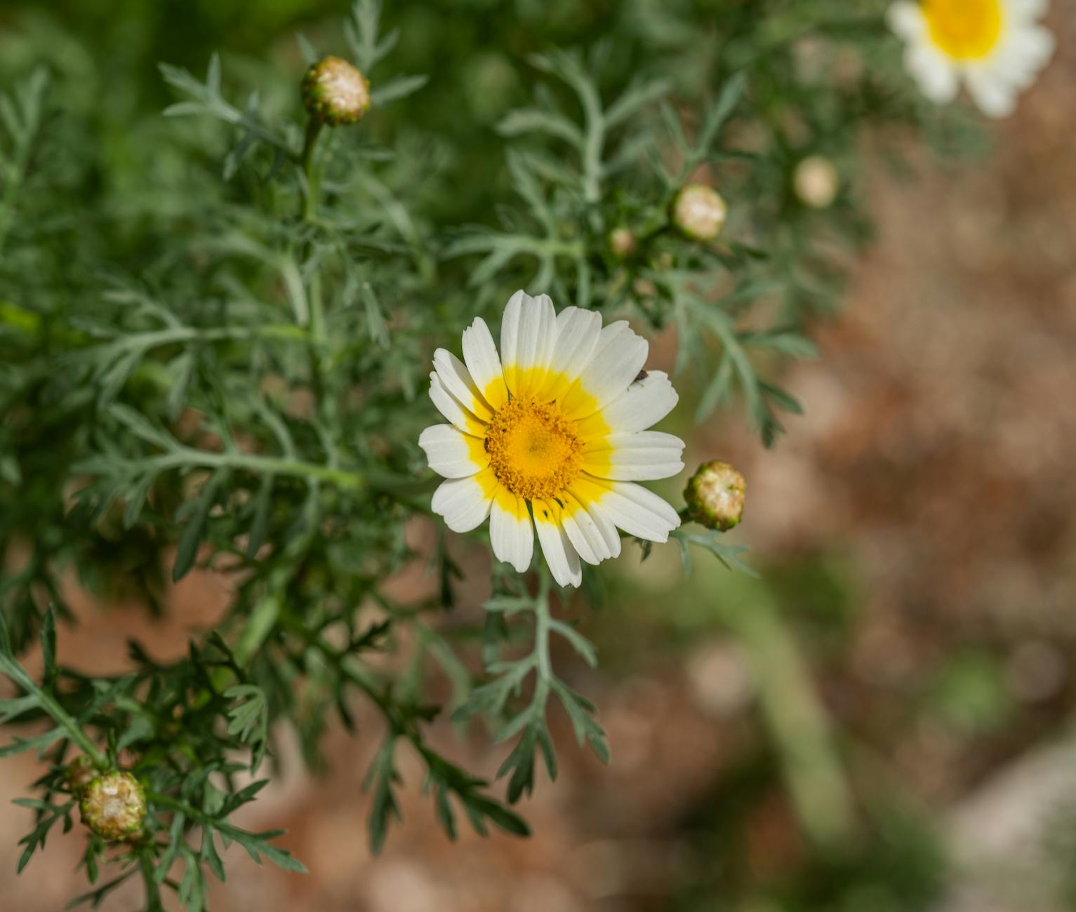 Budynek Rady Miejskiej Ciechocinka, symbol transparentności władzy lokalnej