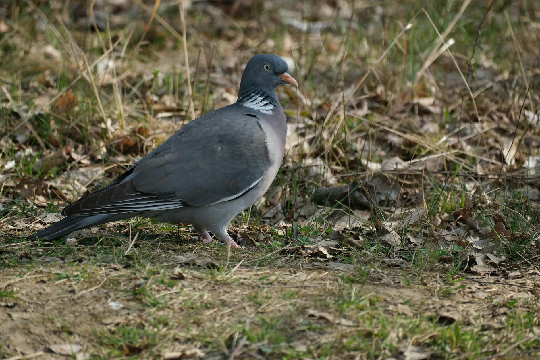 Grafika przedstawiająca logo Funduszy Europejskich obok panoramę Ciechocinka, symbolizująca inwestycje w rozwój miasta.